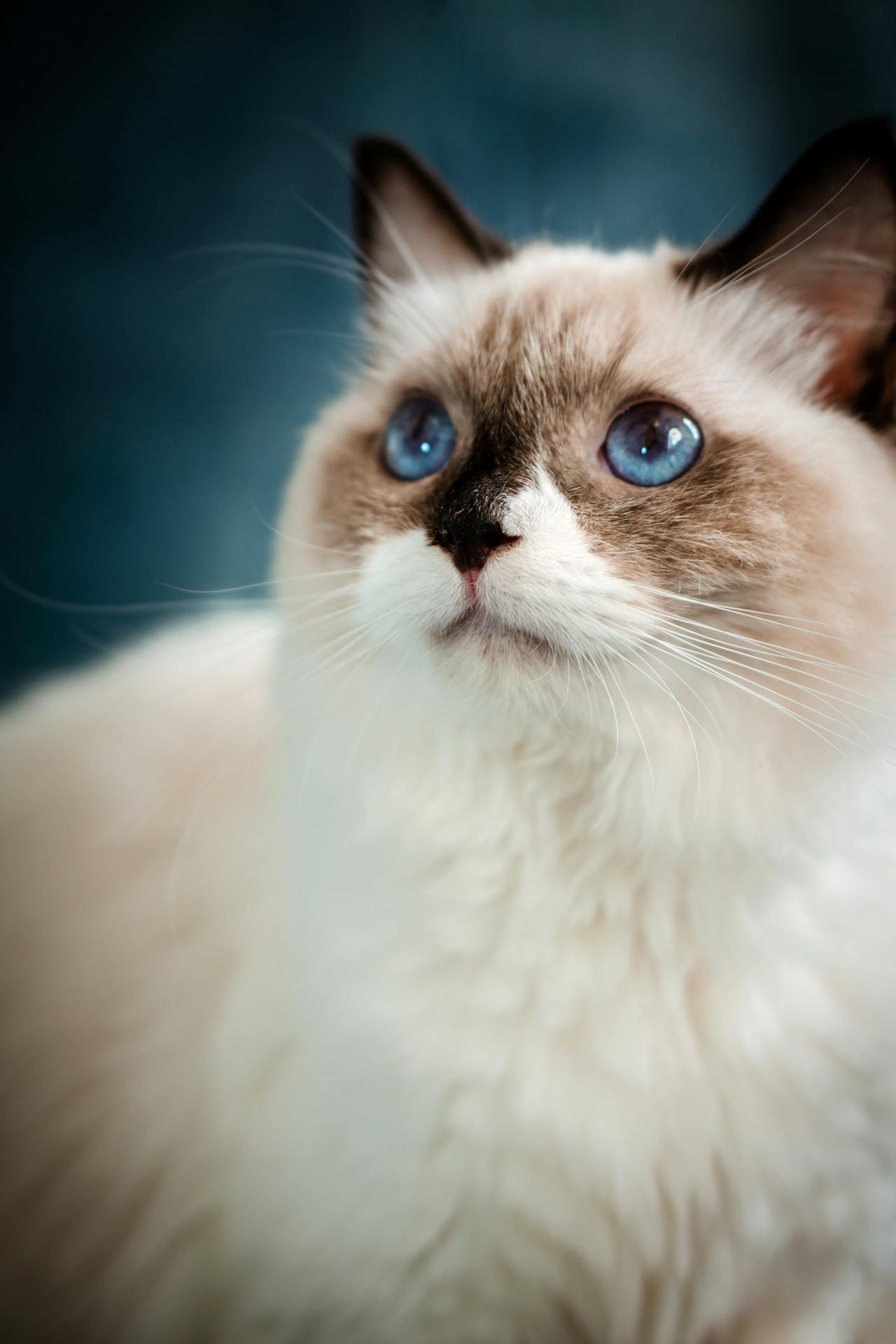 Bicolor ragdoll cat