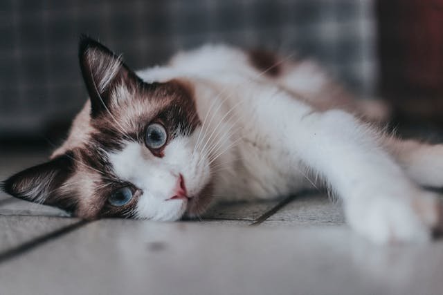 seal bicolor ragdoll