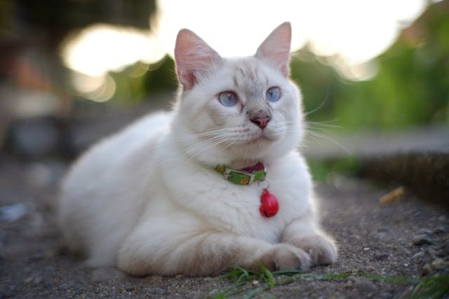 white ragdoll