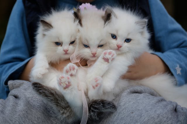 cream bicolor ragdoll