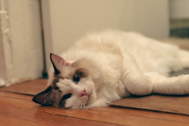 Factors of CAT sadness