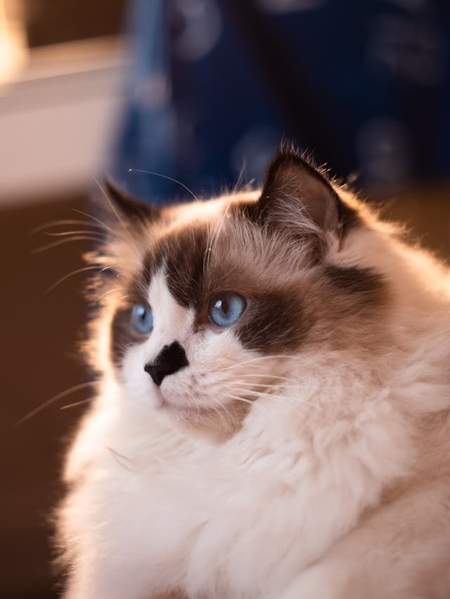 spotted ragdoll