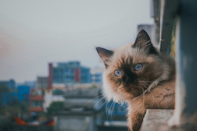 adopt a ragdoll cat by its types