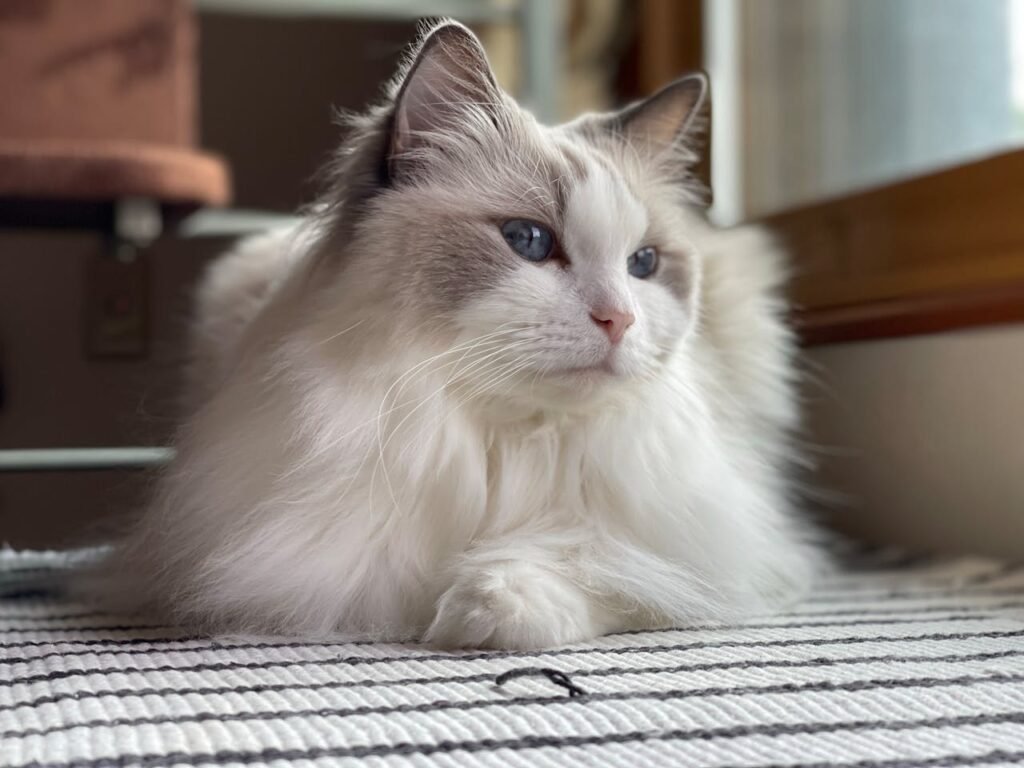 lilac ragdoll