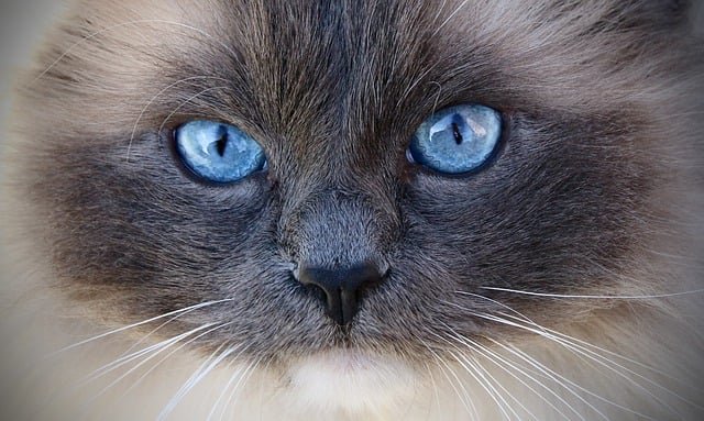 Ragdoll Cat personality