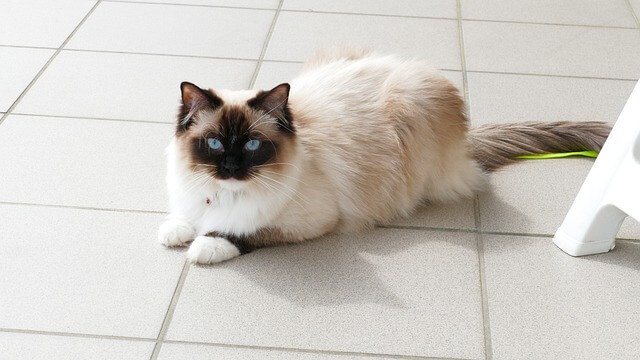 Ragdoll