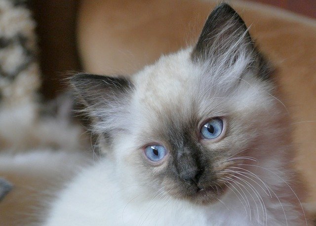 ragdoll beautifull