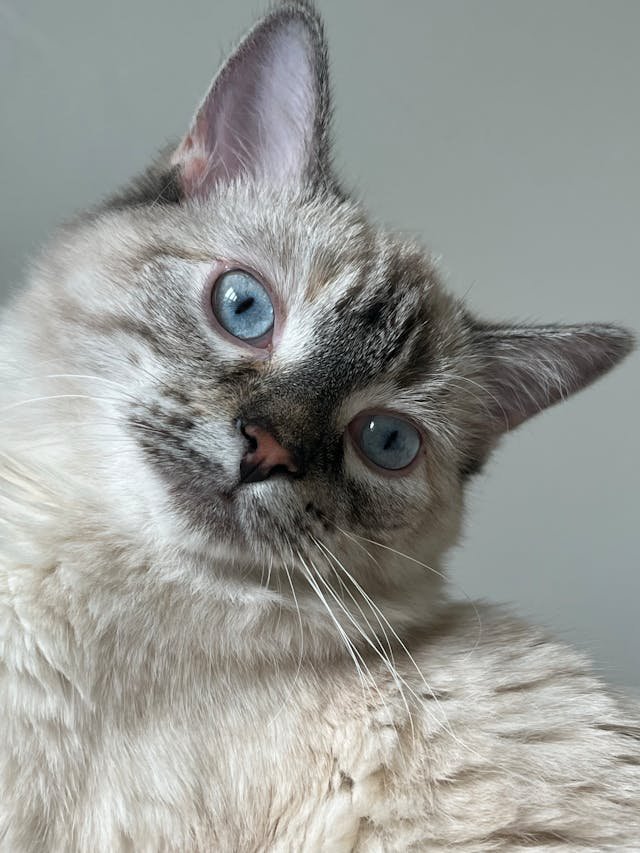 grey ragdoll behavior