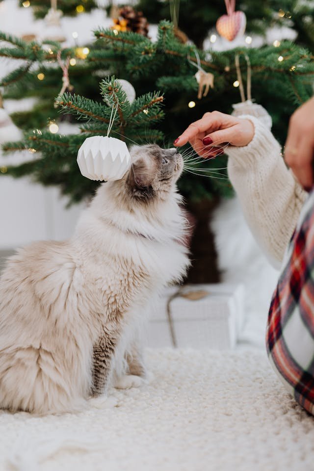 ragdoll cat training and exercise