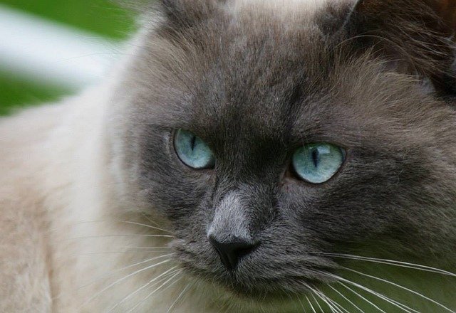 1400 Best Ragdoll Cat Names
