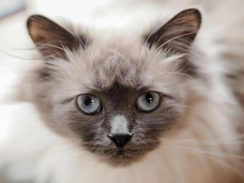 Dry Cat Foods
