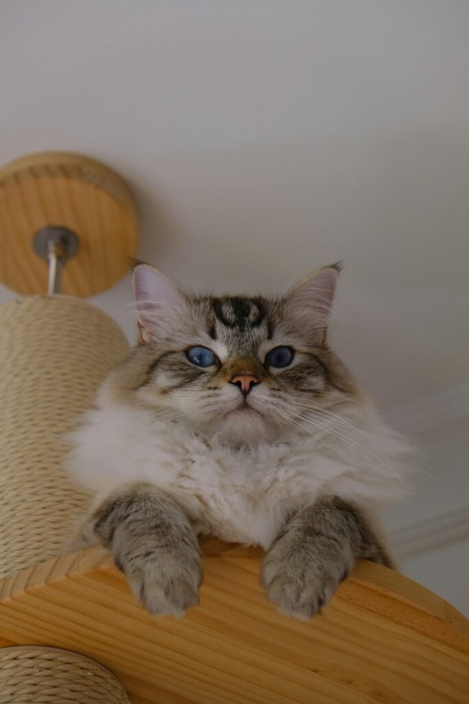 Grey Ragdoll