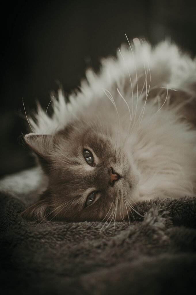 Grey Ragdoll