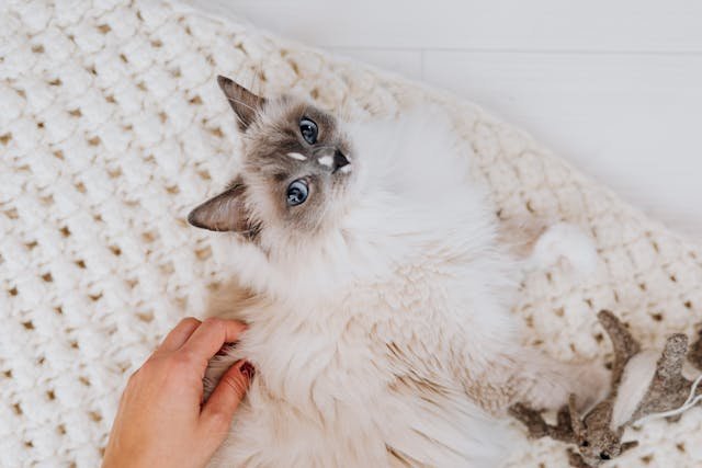 Maine Coon Ragdoll mix