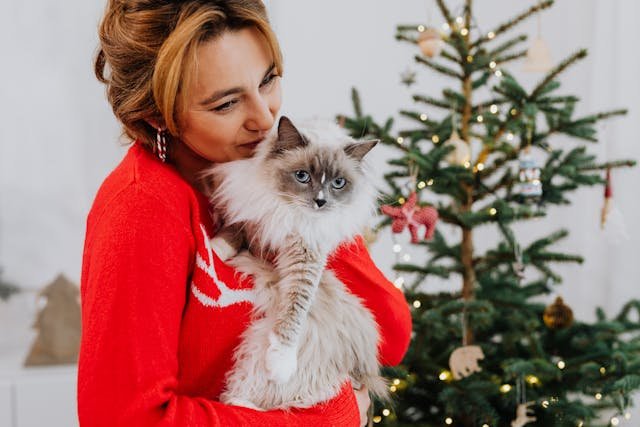 Maine Coon And Ragdoll Mix
