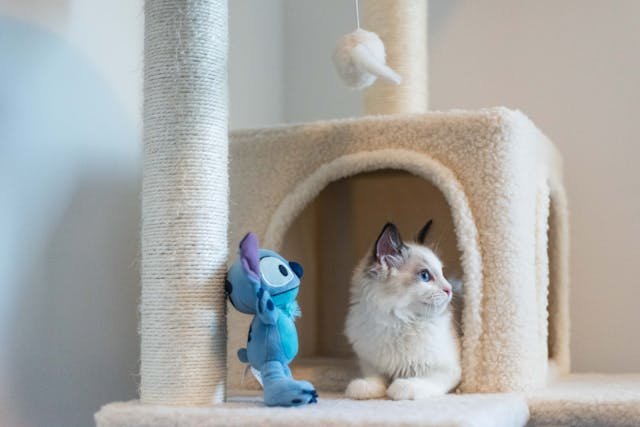 Indoor Cat Toys
