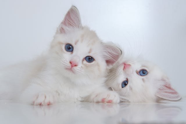 Blue Lynx Ragdoll