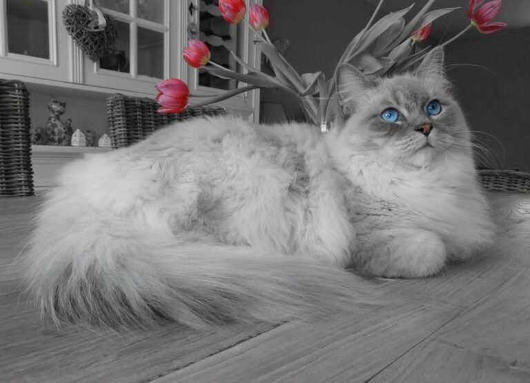 Blue Lynx Ragdoll