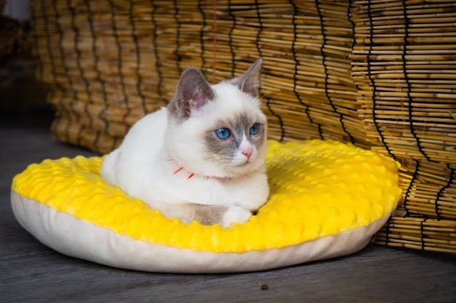 Cat Pillows