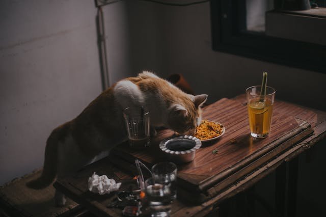 Dry Cat Food