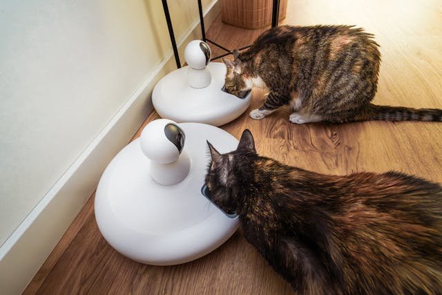 Dry Cat Food