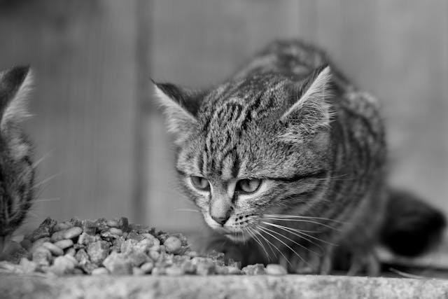 Indoor Cat Food