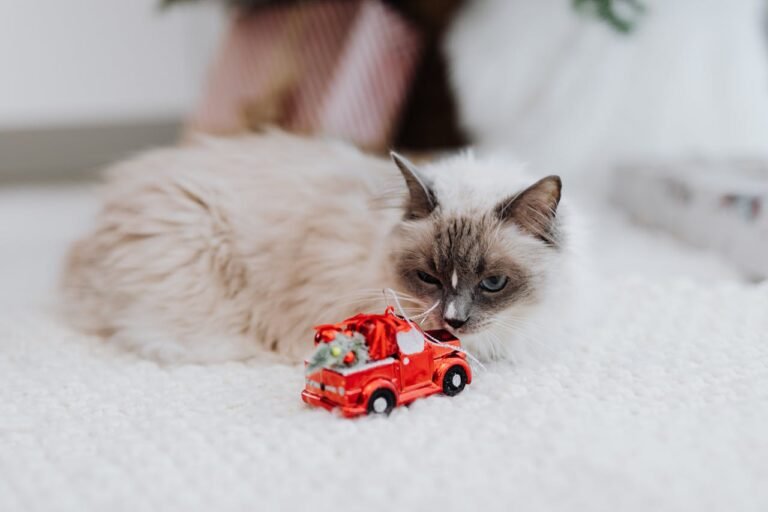 Indoor Cat Toys