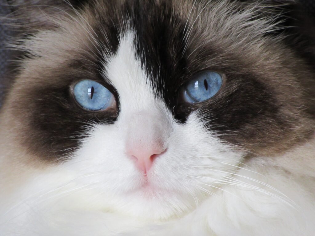 Ragdoll Cat Care