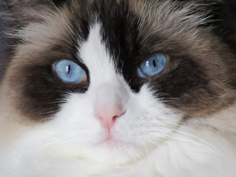 Ragdoll Cat Care