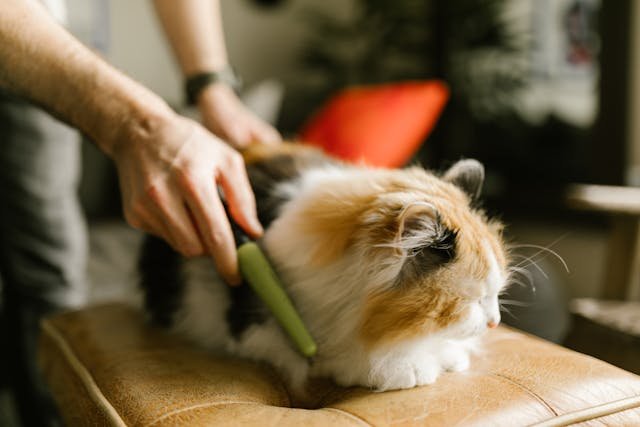 best brush for long haired cats when sitting
