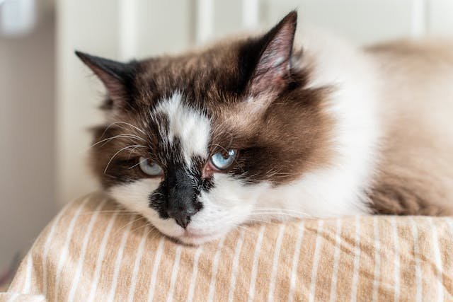 Health & Nutrition: Balanced Diet for black and white ragdoll Cats