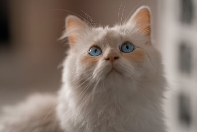 Flame Point Ragdoll cat with creamy white body and orange flame-colored points on ears, face, paws, and tail