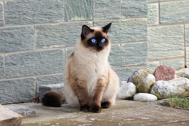 seal point ragdoll
