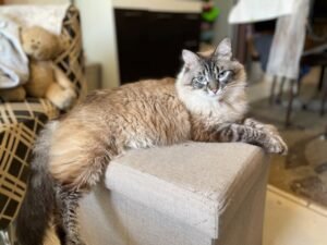 Chocolate lynx ragdoll with striped face and blue eyes.