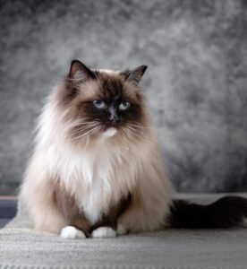 Chocolate mitted ragdoll with white paws and chocolate points.