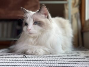 lilac point ragdoll
