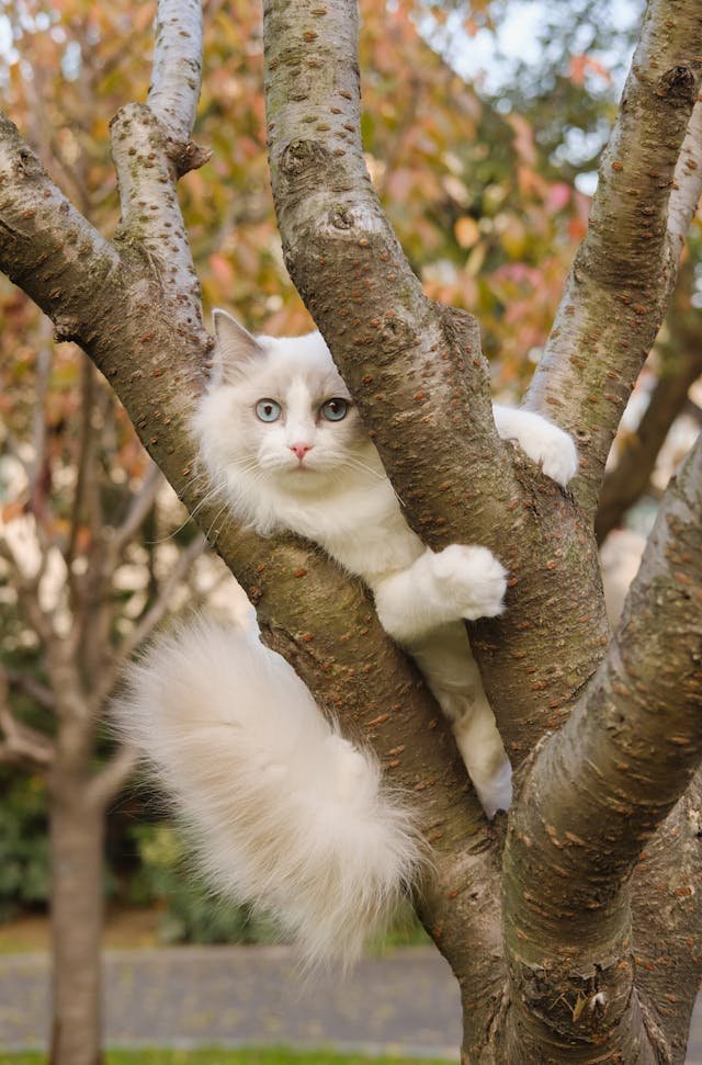Lilac Point Ragdoll cat with silvery-lilac fur