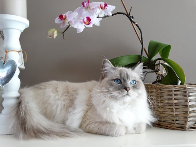 Graceful and dreamy Lilac Ragdoll with soft fur and gentle eyes.