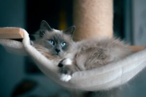 seal sepia ragdoll laying on swing