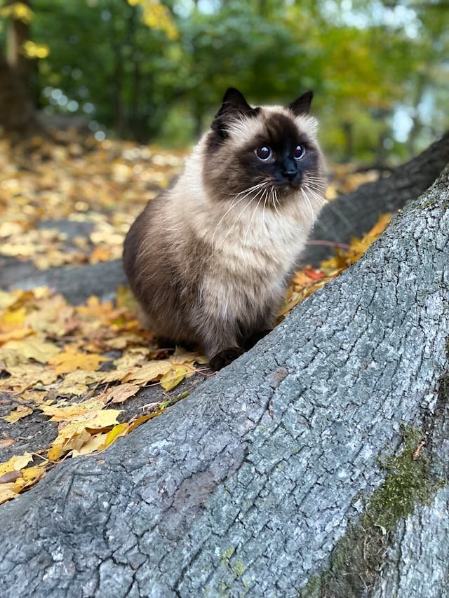 chocolate point ragdoll